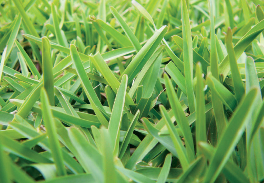 SaphireGrass