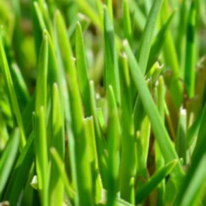 Kenda Grass photo