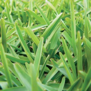 Sapphire Buffalo grass photo