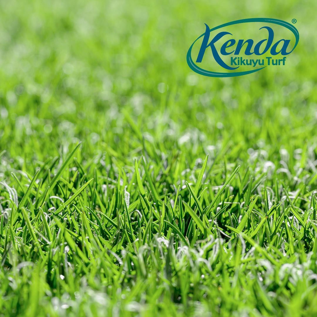 Kenda Kikuyu - Shredded / Stolons - Image 6