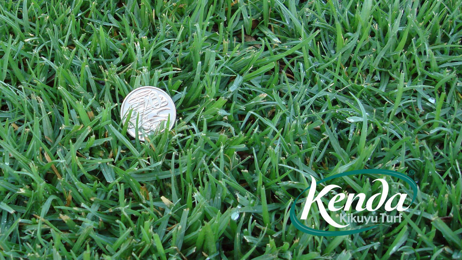 Kenda Kikuyu - Shredded / Stolons - Image 10