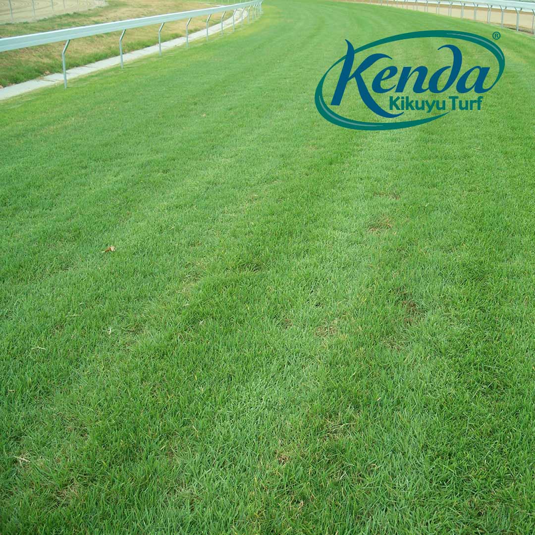 Kenda Kikuyu - Shredded / Stolons - Image 7