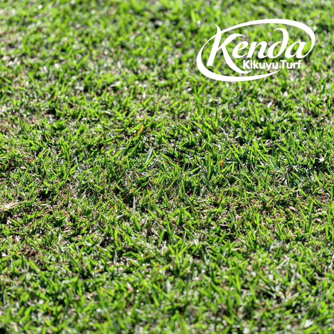 Kenda Kikuyu - Shredded / Stolons - Image 8