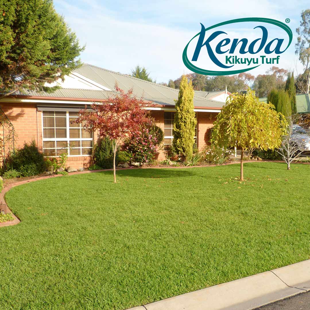 Kenda Kikuyu - Shredded / Stolons - Image 9