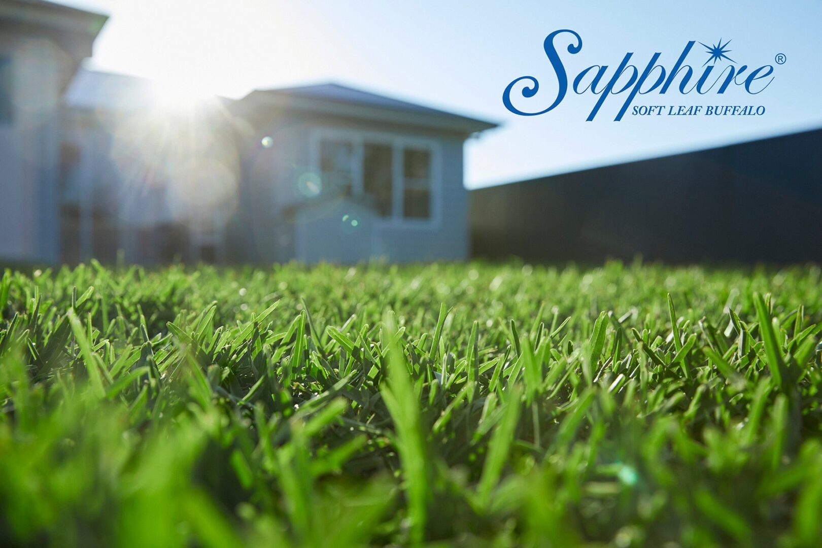 Sapphire Soft Leaf Buffalo - Image 12