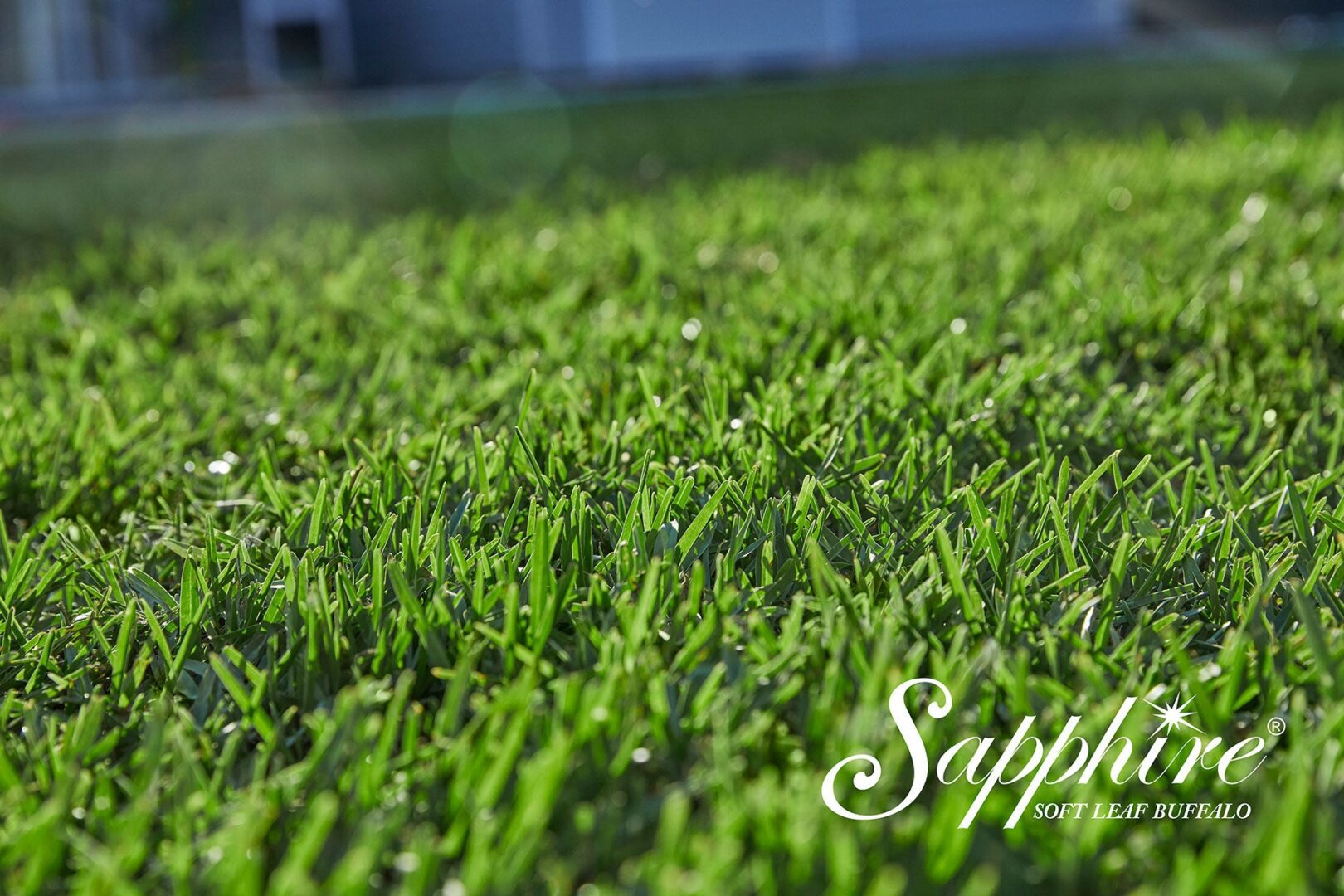 Sapphire Soft Leaf Buffalo - Image 9