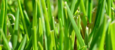 Kenda Grass photo