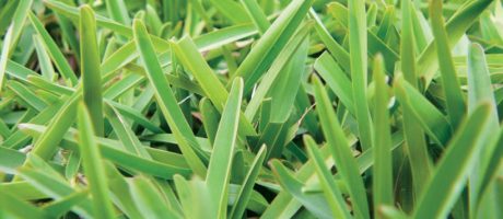 Sapphire Buffalo grass photo